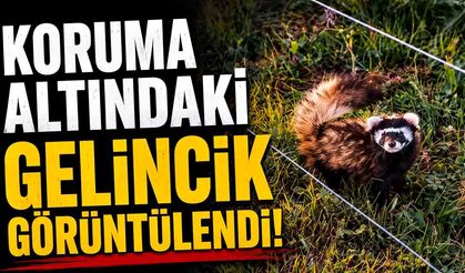 Koruma altındaki gelincik Ilgaz Dağı'nda görüntülendi