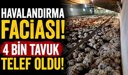 Bolu'da kümesin havalandırması devre dışı kalınca 4 bin tavuk telef oldu