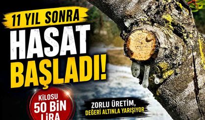 11 yıllık emeğin karşılığı alınıyor: Kilosu 50 bin lira