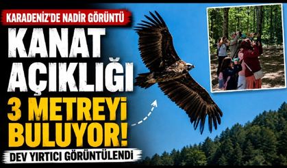 Kanat açıklığı 3 metreyi buluyor: Kocaeli'de dev yırtıcı görüntülendi