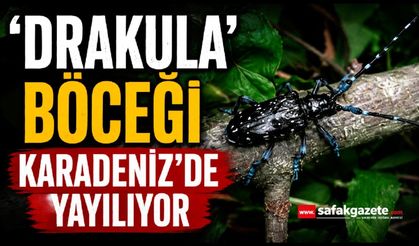 'Drakula' böceği Karadeniz'de yayılıyor