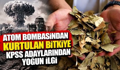 Atom bombasından kurtulan bitkiye KPSS adaylarından yoğun ilgi