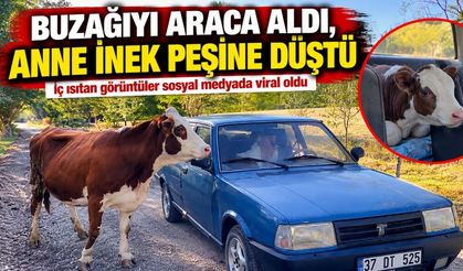 Yavrusu için aracın peşini bırakmadı: Görüntüler viral oldu