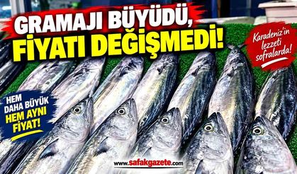 Zonguldak Tezgahlarında Palamut Bereketi: Gramajı Büyüdü, Fiyatı Değişmedi!