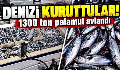Denizi Kuruttular! 1300 Ton Palamut Avlandı