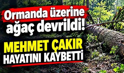 Üzerine ağaç devrilen şahıs hayatını kaybetti
