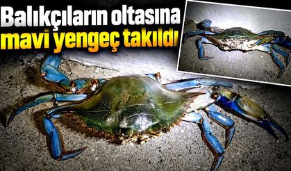 Balıkçıların oltasına mavi yengeç takıldı