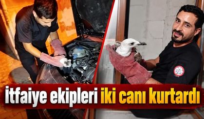 Devrek itfaiyesinden martı ve kedi operasyonu