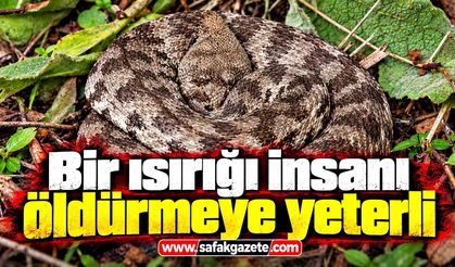 Bir ısırığı hayati tehlike taşıyor! Köyde görüntülendi