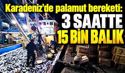 Karadeniz’de palamut bereketi: 3 saatte 15 bin balık