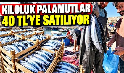 Kastamonu’da palamut bereketi: Kiloluk balık 40 TL’ye kadar düştü