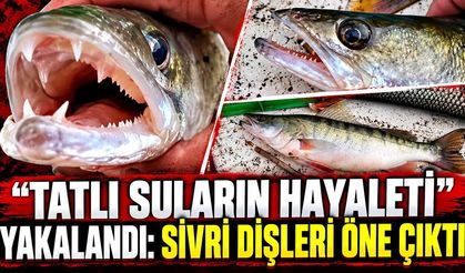 Keban Barajı’nda oltaya takıldı: Sivri dişleri dikkat çekti