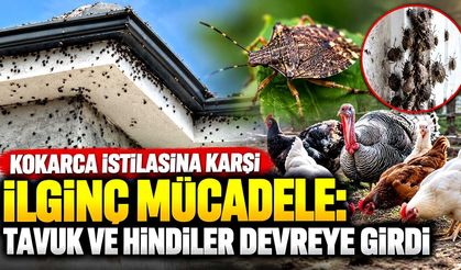 Kokarca istilasına karşı ilginç mücadele: Tavuk ve hindiler devreye girdi