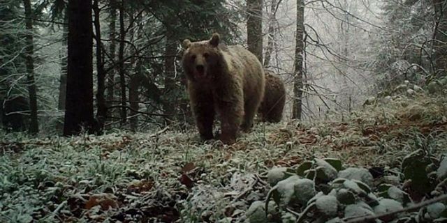 Havaların soğumasını bekleyen ayıları uyku tutmadı