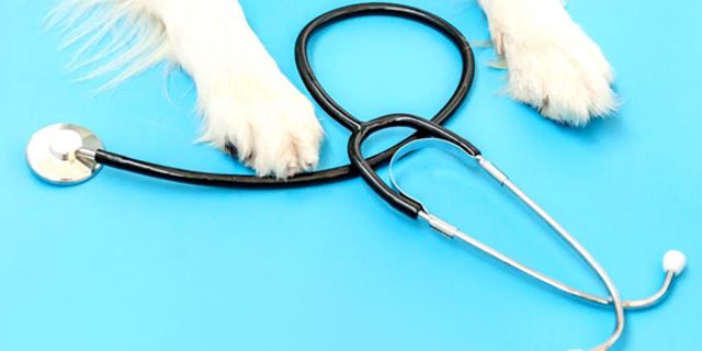 Şehrin maskotu olan köpek için destek bekliyorlar