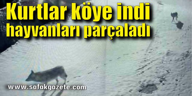 Kurtlar köye inip hayvanları parçaladı
