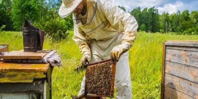 Zonguldak’ta arı yetiştiricilerine indirimli şeker dağıtılacak