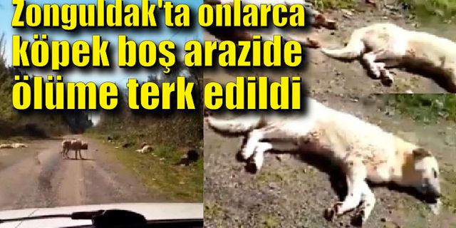 Zonguldak'ta onlarca köpek boş arazide ölüme terk edildi