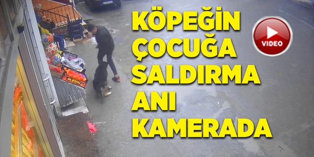 Köpeğin çocuğa saldırma anı kamerada
