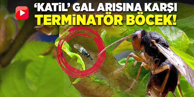 ‘Katil’ Gal arısına karşı terminatör böcekleri devreye sokuldu