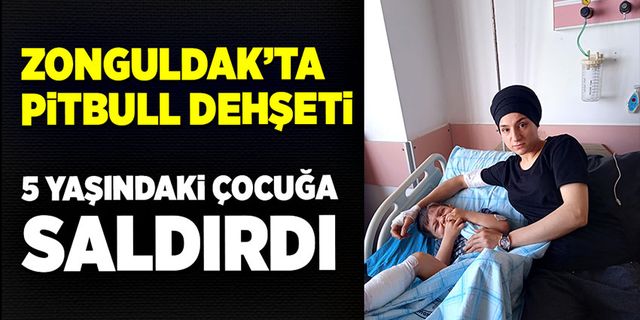 Zonguldak’ta pitbull dehşeti: 5 yaşındaki çocuğa saldırdı!