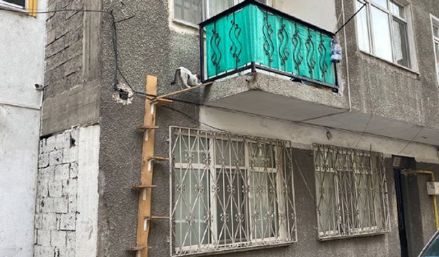 Sokak kedileri bu merdiveni kullanarak besleniyor
