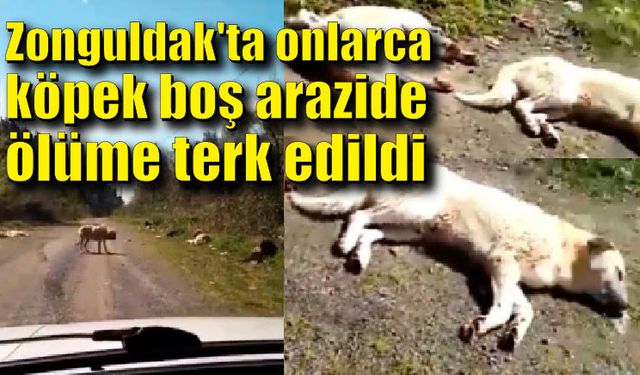 Zonguldak'ta onlarca köpek boş arazide ölüme terk edildi