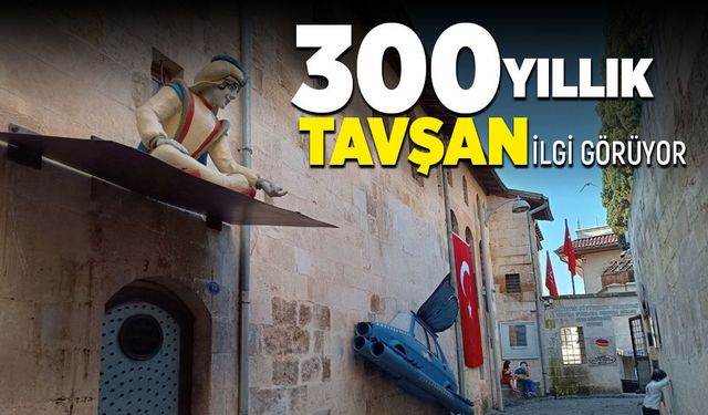 300 yıllık tavşan ilgi görüyor