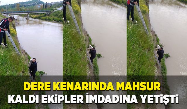 Dere kenarında mahsur kaldı ekipler imdadına yetişti!