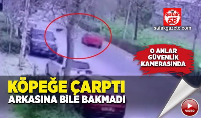 Köpeğe çarptı! Arkasına bakmadan devam etti...