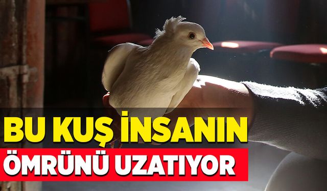 Bu kuş insanın ömrünü uzatıyor