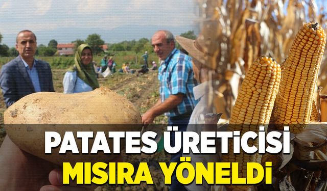 Patates üreticisi mısıra yöneldi