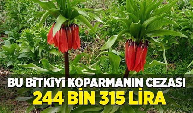 Bu bitkiyi koparmanın cezası 244 bin 315 lira