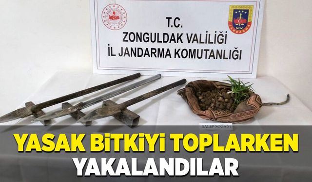 Yasak olan bitkiyi toplarken yakalandılar!