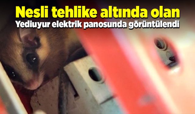 Nesli tehlike altında olan hayvan, bir elektrik panosunda görüldü