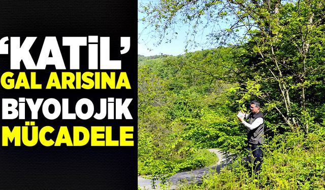 Kastamonu’da ‘katil’ gal arısına karşı biyolojik mücadele