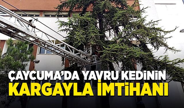 Yavru kedi kargadan kaçmak isterken ağaçta mahsur kaldı