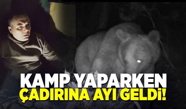 Bolu’da ormanda kamp yaparken çadırına ayı geldi!