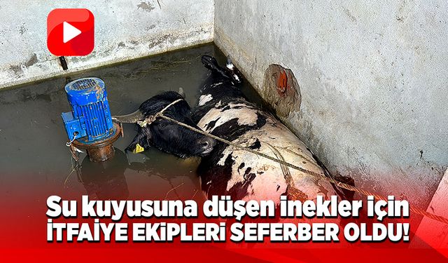 İnekler su kuyusuna düştü, itfaiye ekipleri seferber oldu