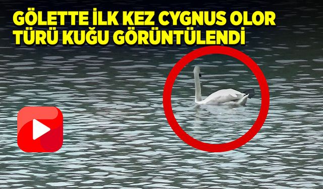 Gölköy Baraj Göleti’nde cygnus olor türü kuğu görüntülendi