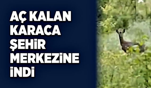 Aç kalan karaca şehir merkezine indi