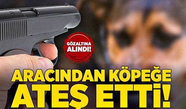 Çaycuma’da aracından köpeğe ateş eden şahıs gözaltına alındı!