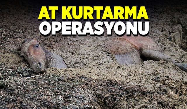 At kurtarma operasyonu