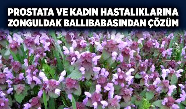 Prostata ve kadın hastalıklarına Zonguldak ballıbabasından çözüm