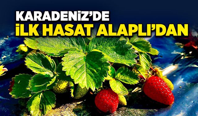 Karadeniz’de ilk hasat Alaplı’dan