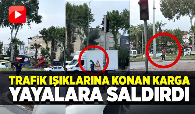 Antalya’da yaya geçidinden karşıya geçmek isteyen vatandaşlar, bir karganın saldırısına uğradı. O anlar cep telefonu kam