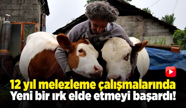 Melezleme çalışmalarında yeni bir ırk büyükbaş hayvan elde etti