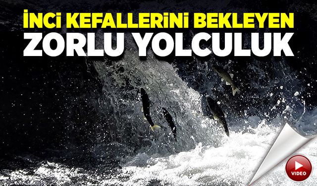 “Bu yıl inci kefallerini zorlu bir üreme göçü döneminin bekliyor”