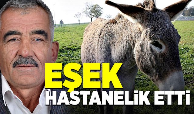 Eşek bir vatandaşı hastanelik etti