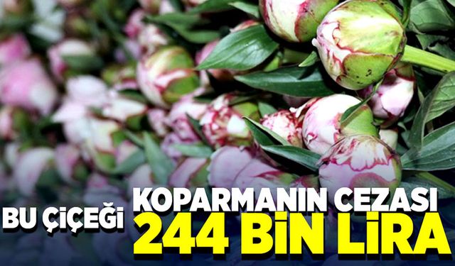 Bu çiçeği koparmanın cezası 244 bin lira